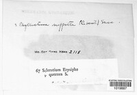 Sclerotium erysiphe image